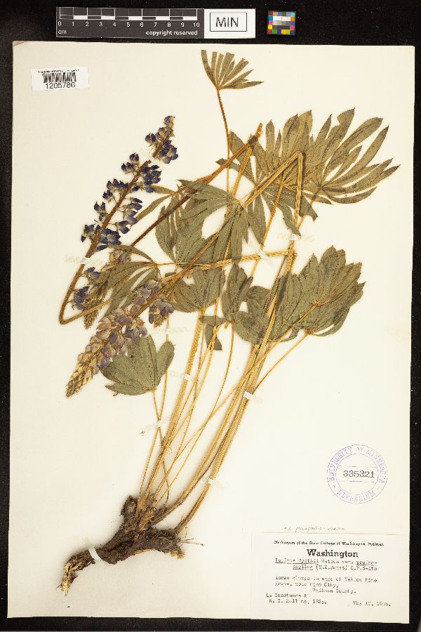 Lupinus prunophilus image