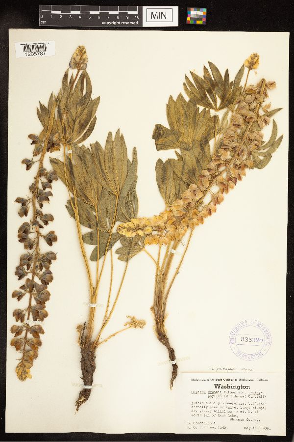 Lupinus prunophilus image