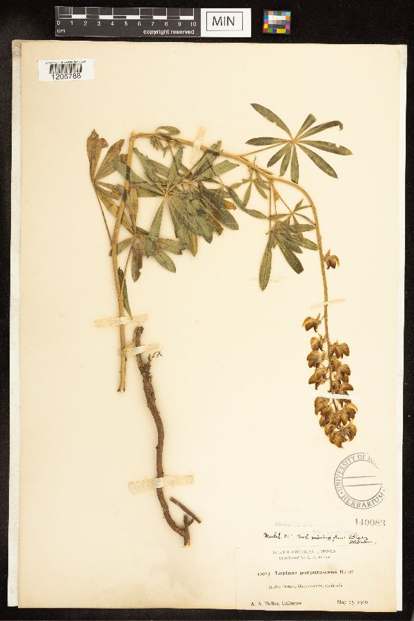 Lupinus purpurascens image