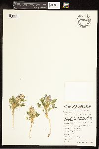 Lupinus pusillus image