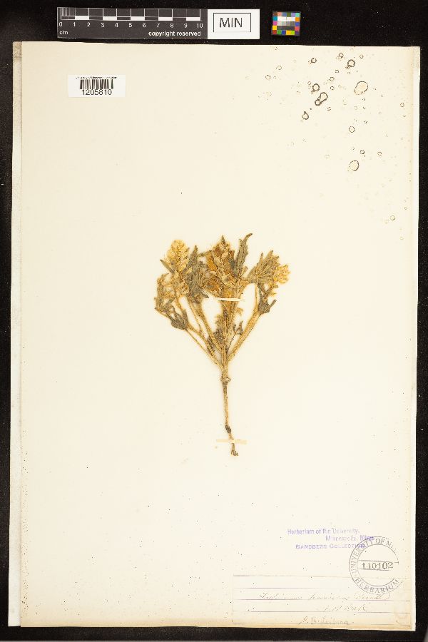 Lupinus pusillus image