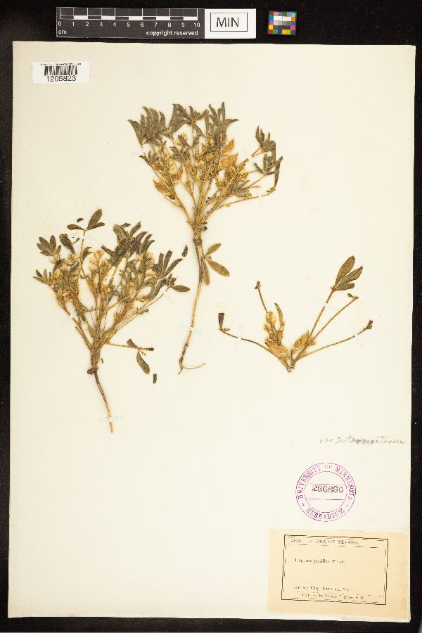 Lupinus pusillus subsp. intermontanus image