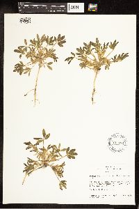 Lupinus pusillus image
