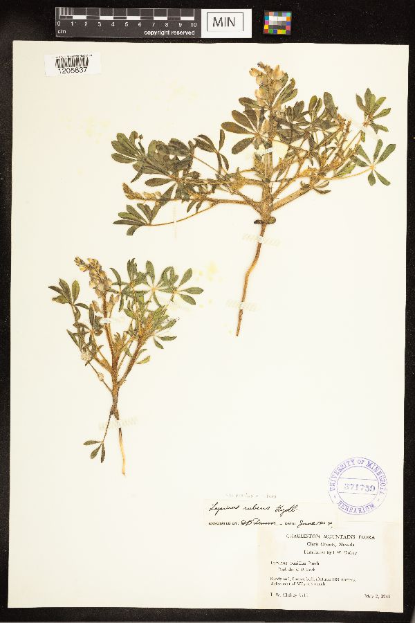 Lupinus pusillus subsp. rubens image