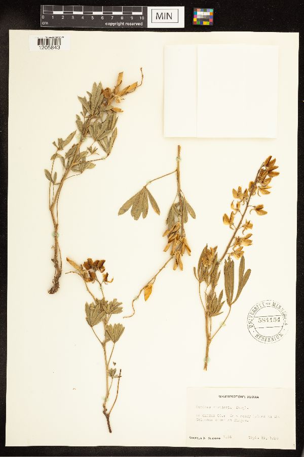 Lupinus rivularis image