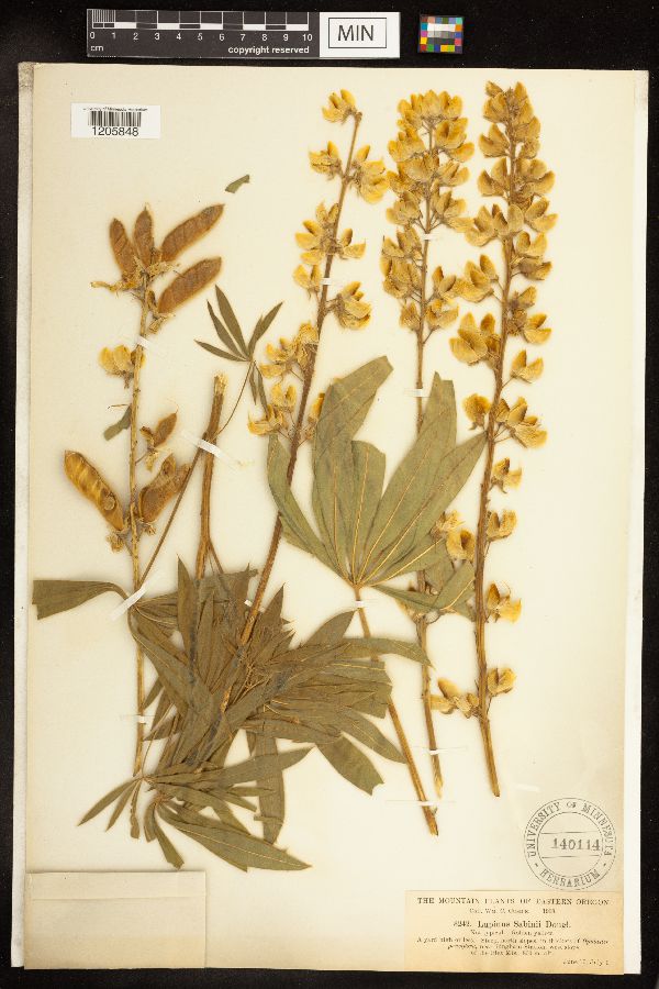 Lupinus sabinii image