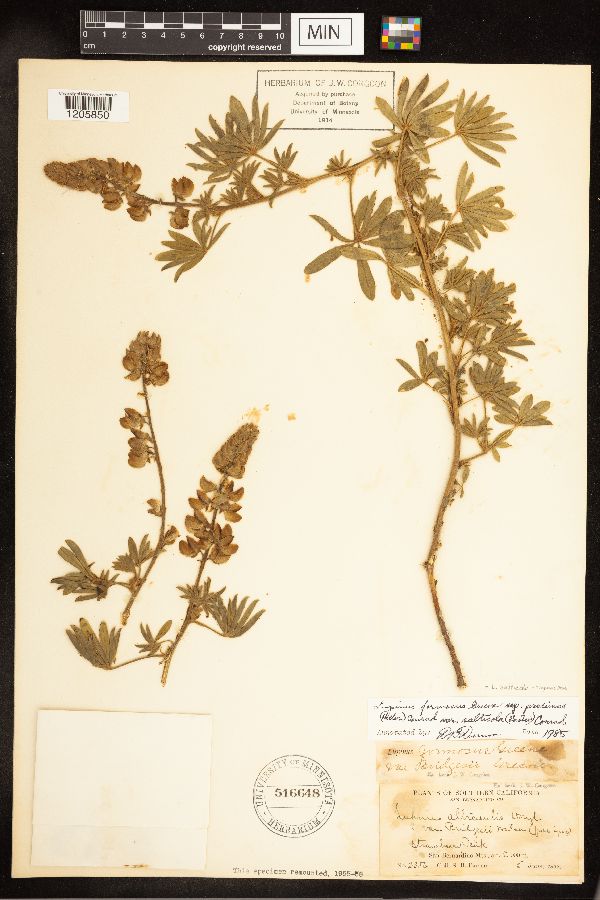 Lupinus salticola image