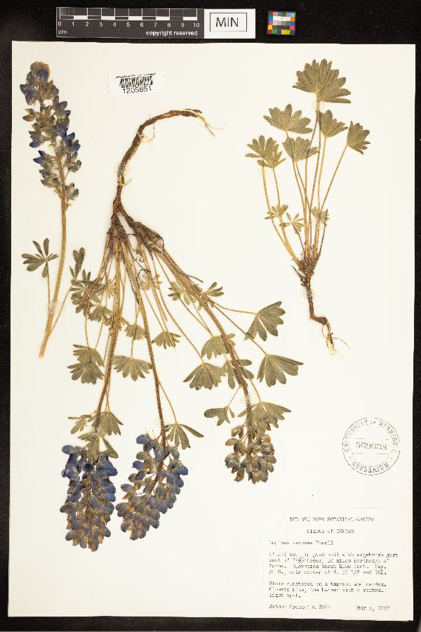 Lupinus saxosus image