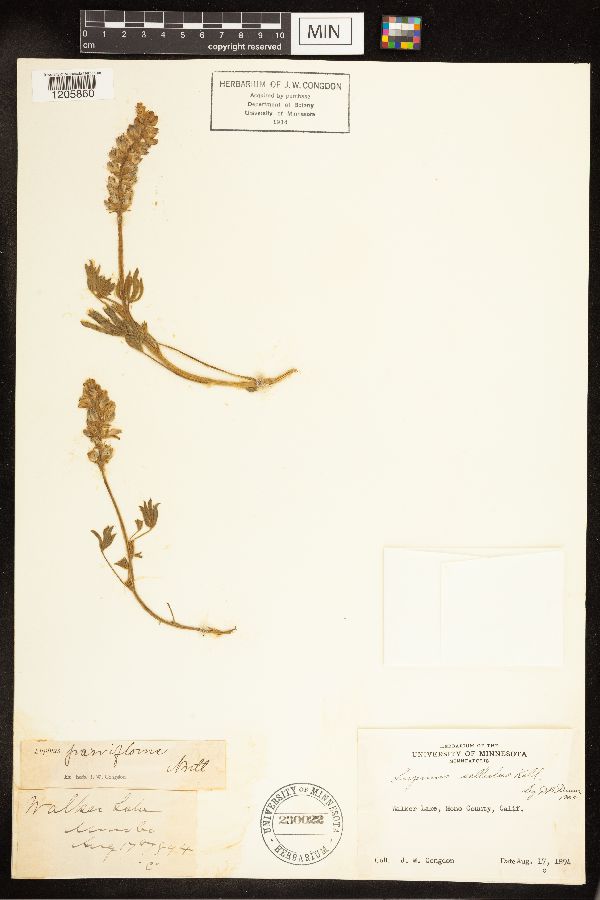 Lupinus sellulus image