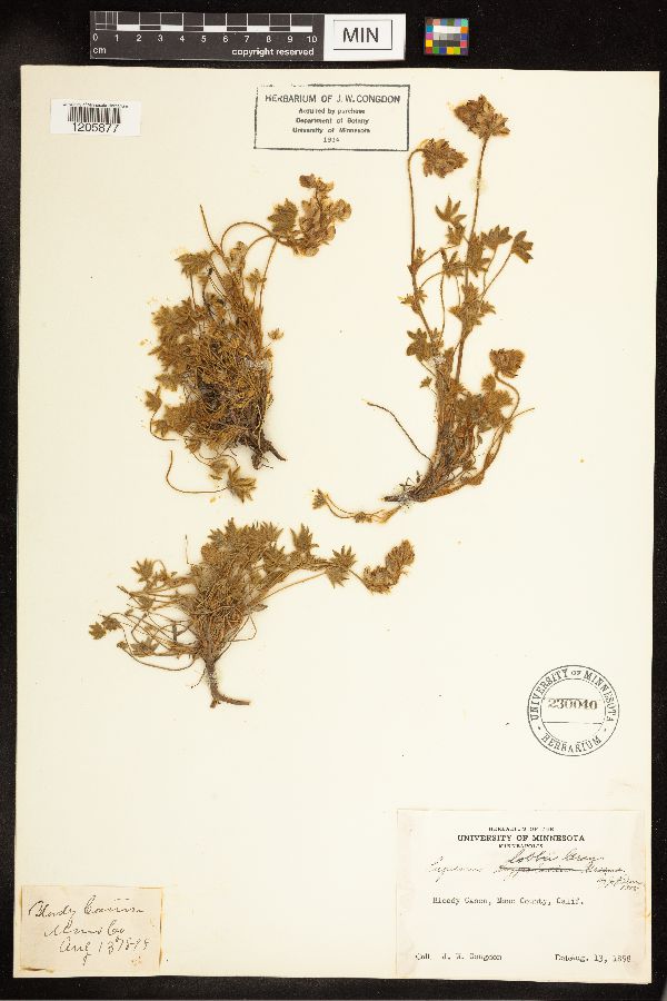 Lupinus sellulus var. lobbii image