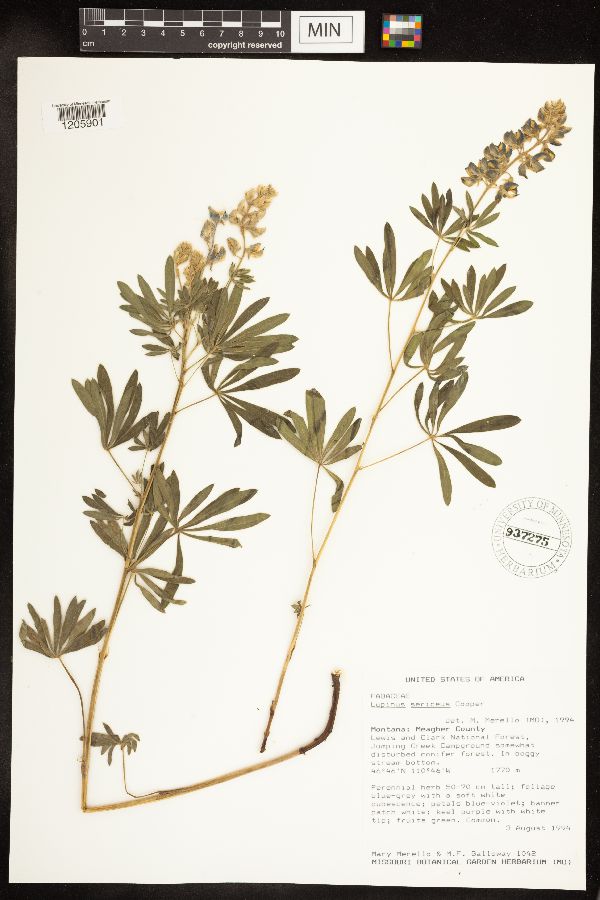 Lupinus sericeus image