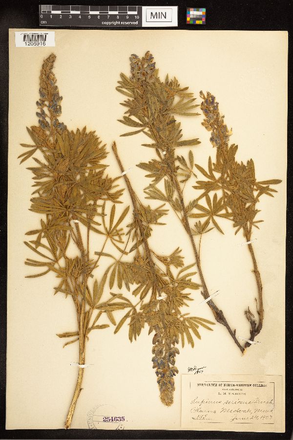 Lupinus sericeus image