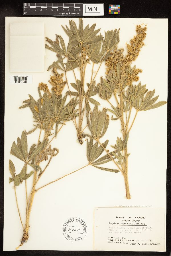 Lupinus sericeus var. egglestonianus image