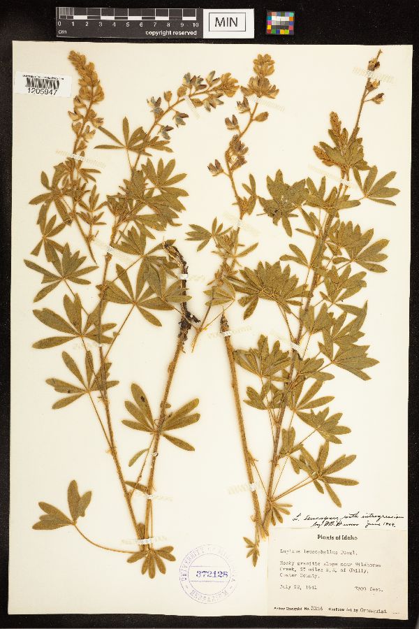 Lupinus sericeus subsp. sericeus image