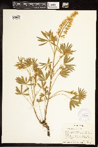 Lupinus sericeus subsp. sericeus image