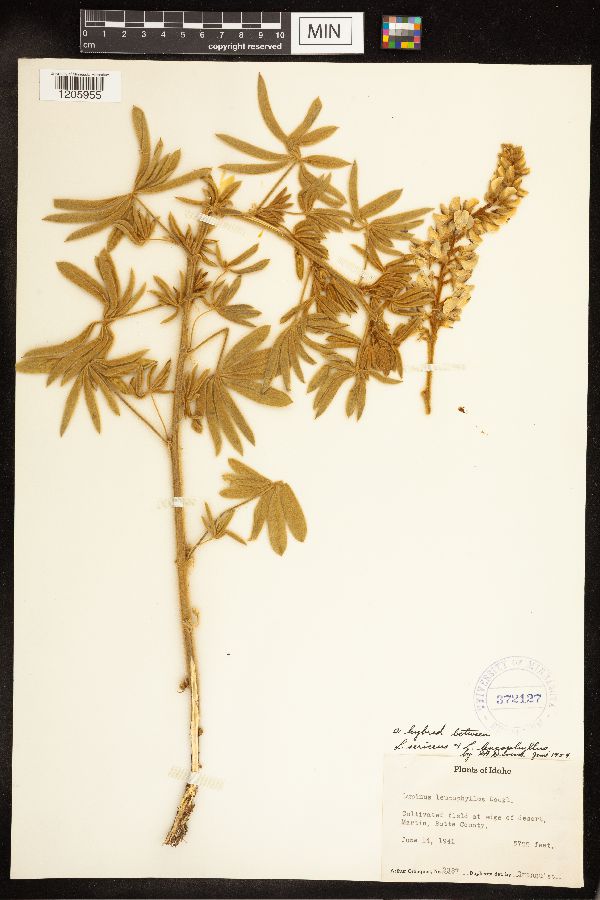 Lupinus sericeus x leucophyllus image