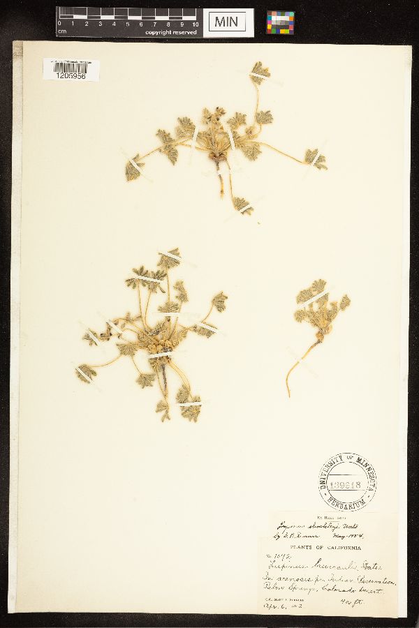 Lupinus shockleyi image