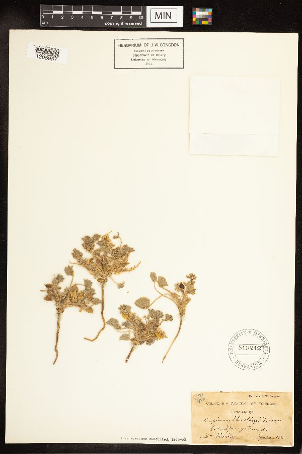 Lupinus shockleyi image