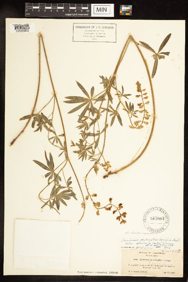 Lupinus silvicola image