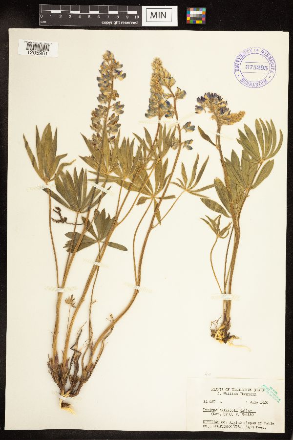 Lupinus silvicola image