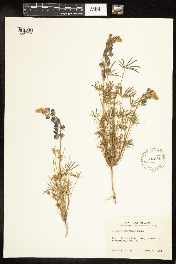 Lupinus sparsiflorus image