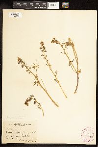 Lupinus sparsiflorus image