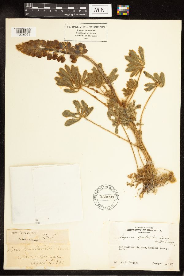 Lupinus spectabilis image