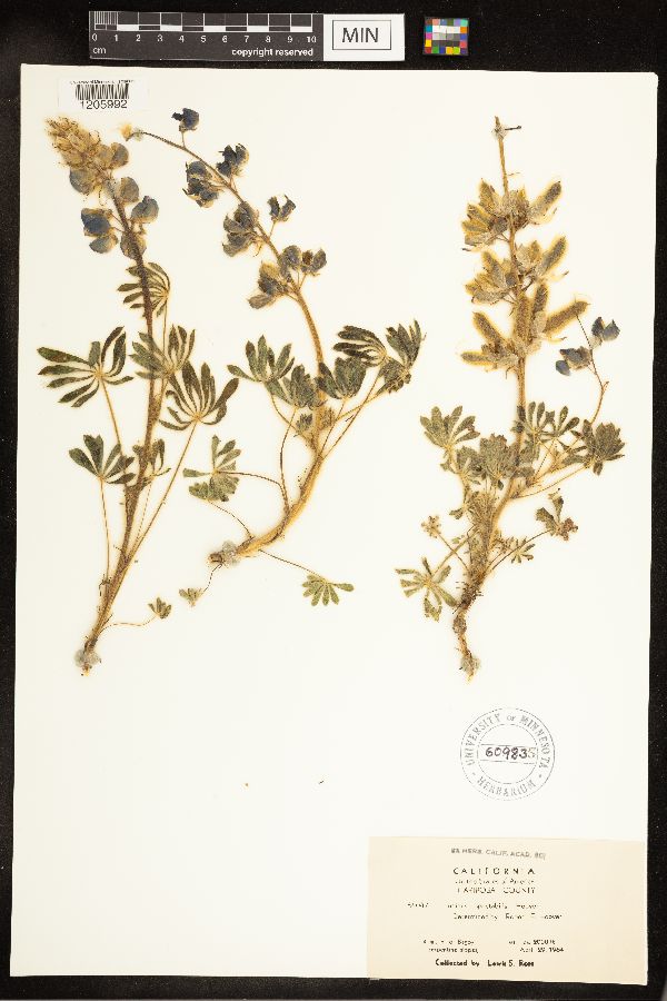 Lupinus spectabilis image