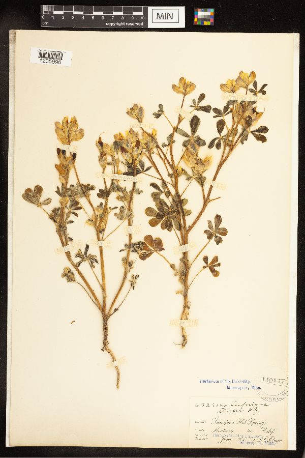 Lupinus stiversii image