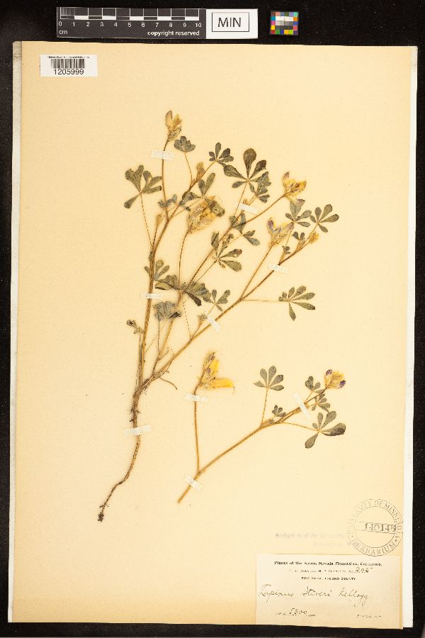 Lupinus stiversii image