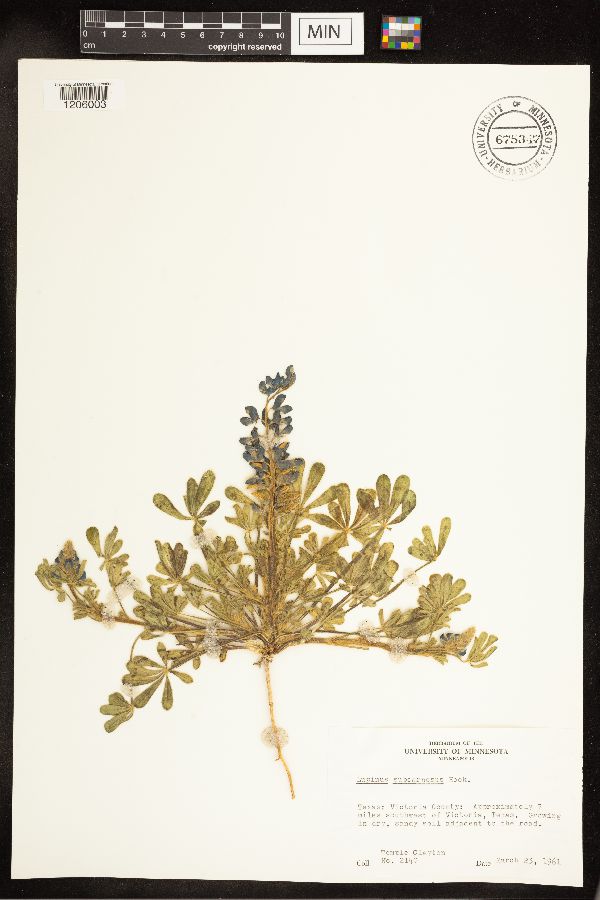 Lupinus subcarnosus image