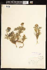 Lupinus subcarnosus image