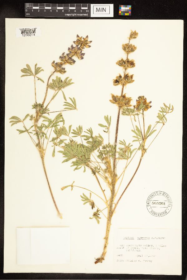 Lupinus subvexus image
