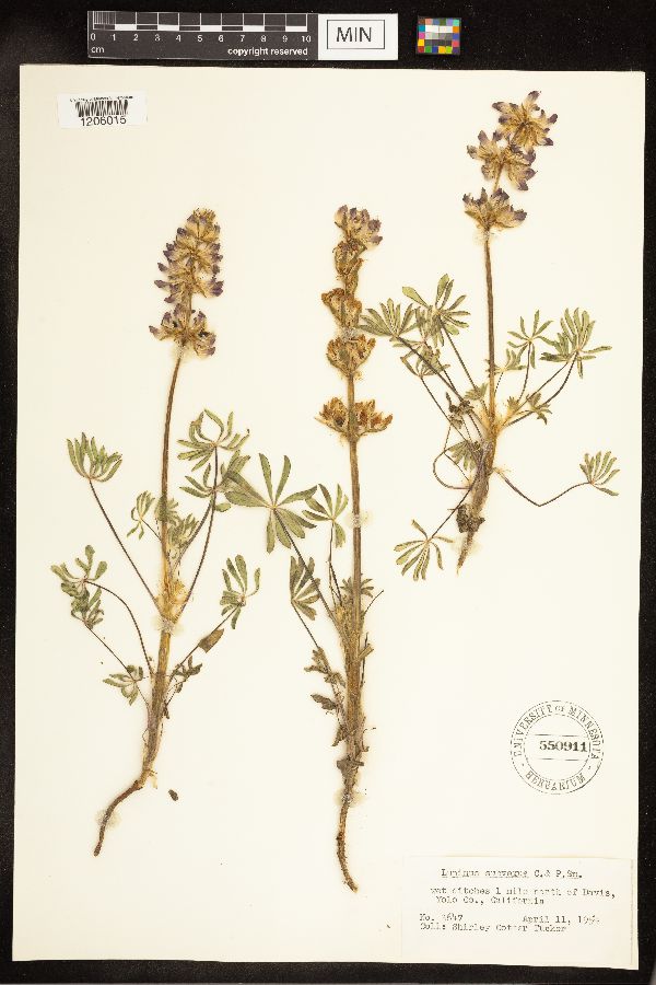 Lupinus subvexus image