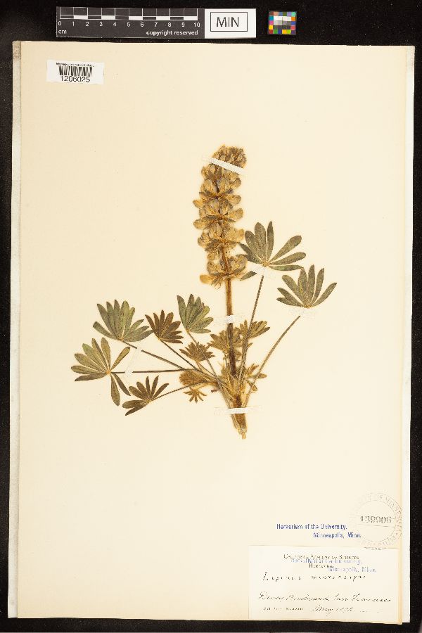 Lupinus subvexus image