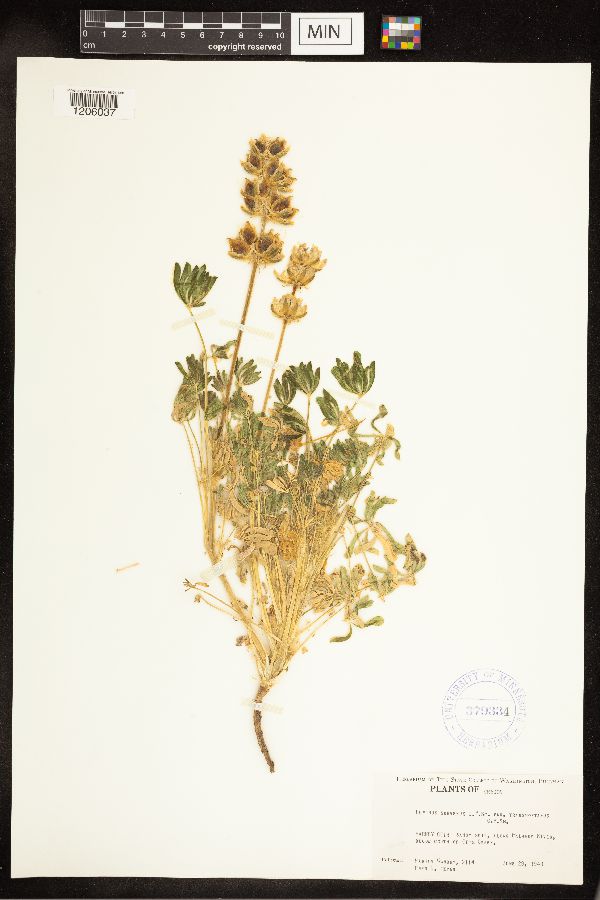 Lupinus subvexus var. transmontanus image