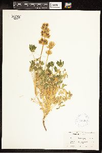 Lupinus subvexus image