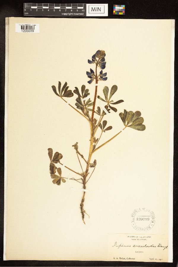 Lupinus succulentus image