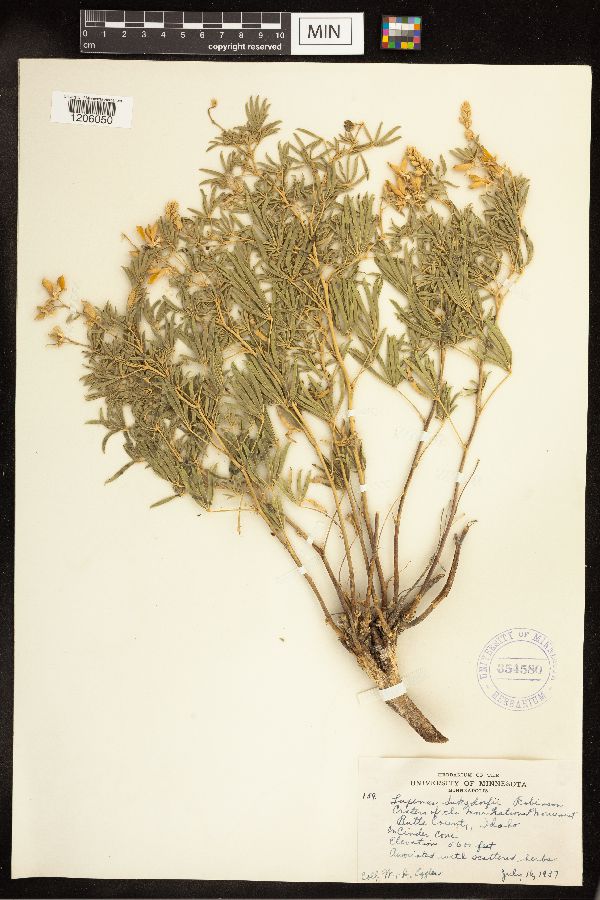 Lupinus suksdorfii image