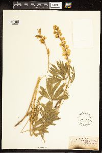 Lupinus sulphureus image