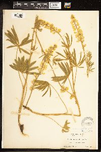 Lupinus sulphureus image