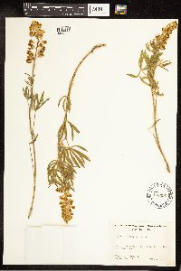 Lupinus sulphureus image