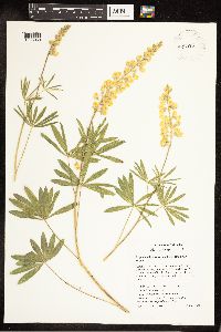 Lupinus sulphureus image