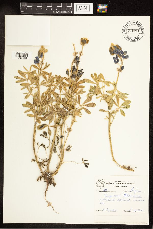 Lupinus texensis image