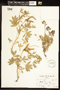 Lupinus texensis image