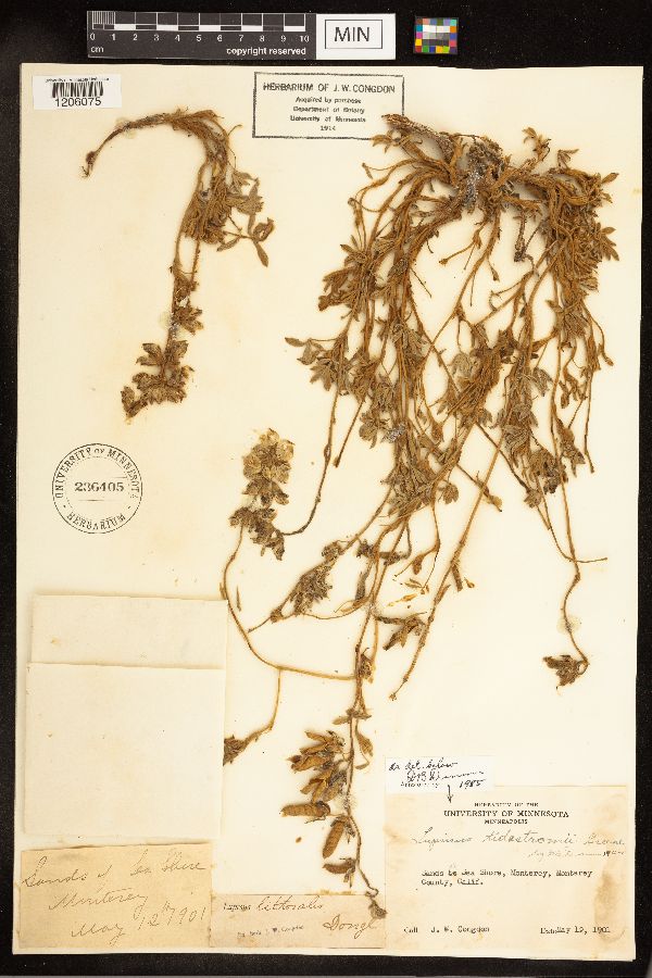 Lupinus tidestromii image