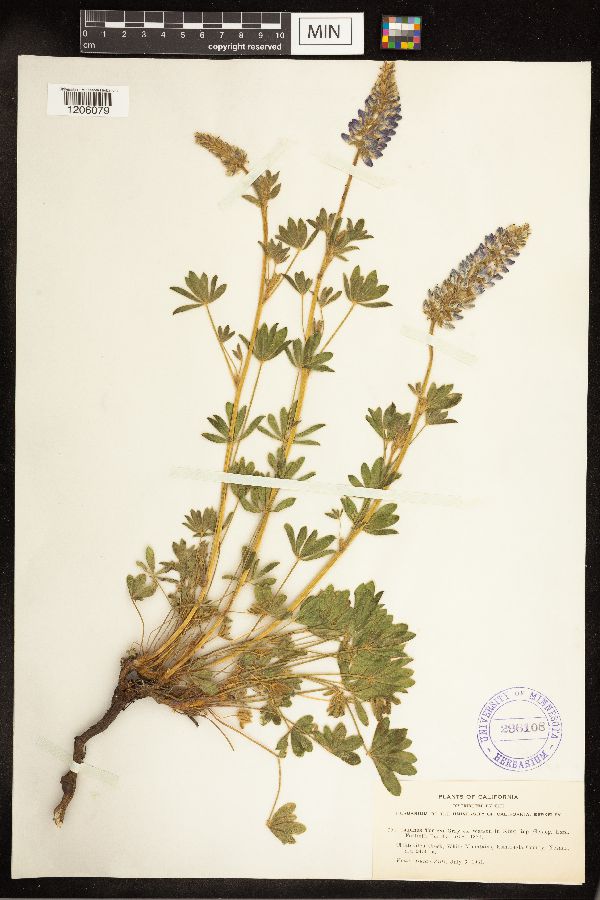 Lupinus lepidus image