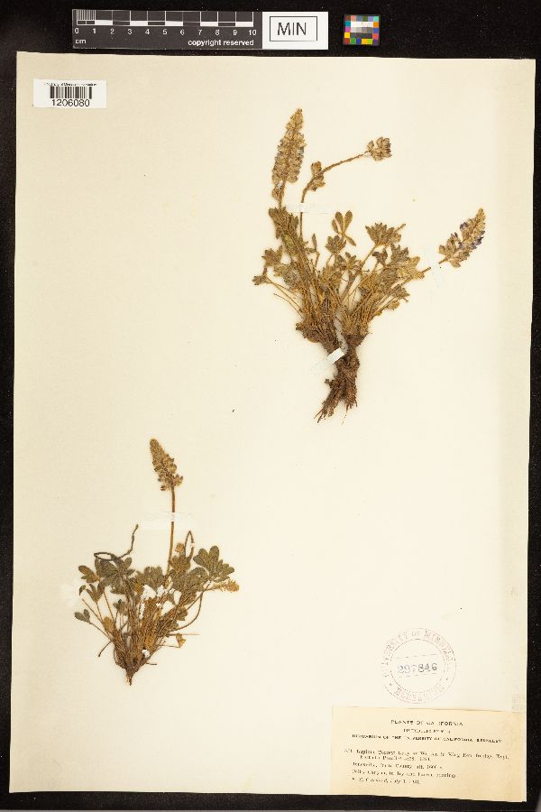 Lupinus lepidus var. torreyi image