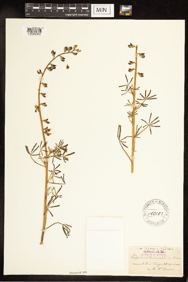 Lupinus truncatus image