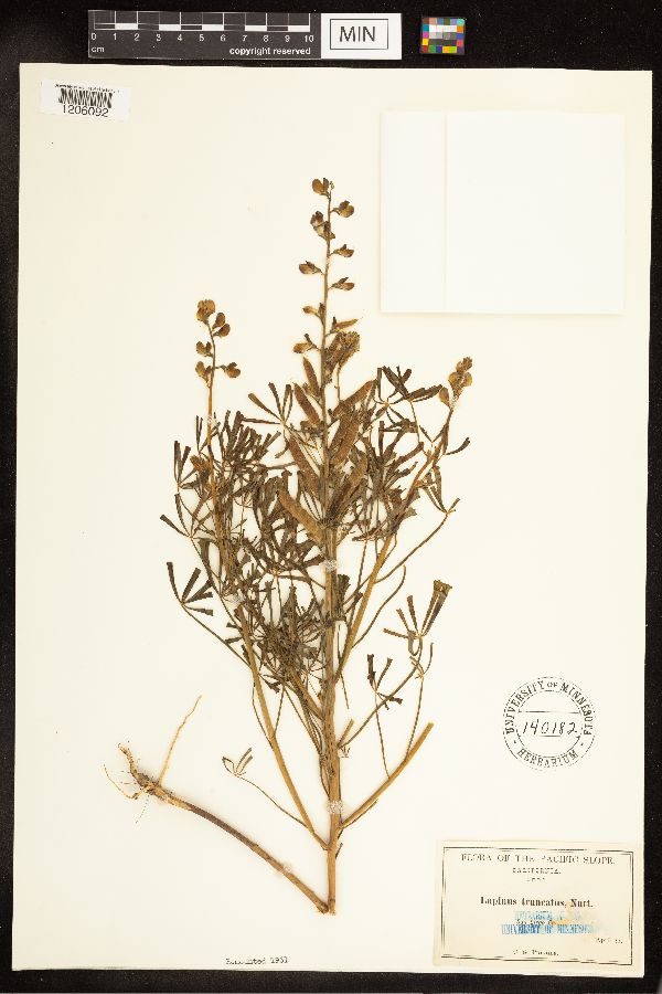 Lupinus truncatus image